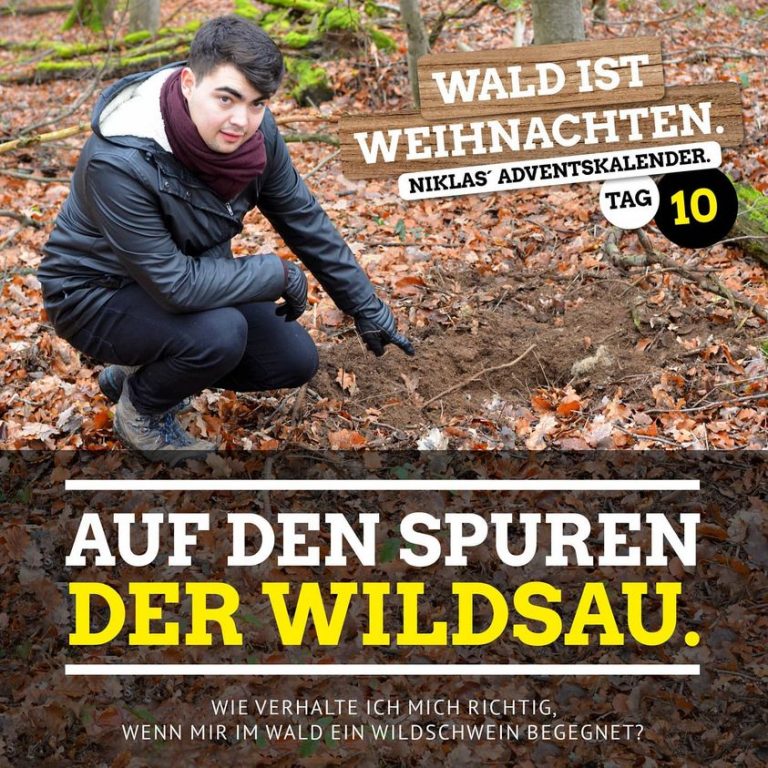 Auf den Spuren der Wildsau